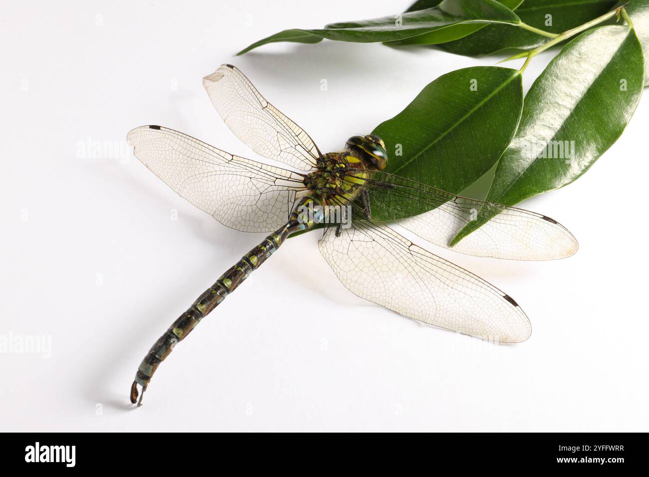 One beautiful dragonfly and green leaves isolated on white Stock Photo ...
