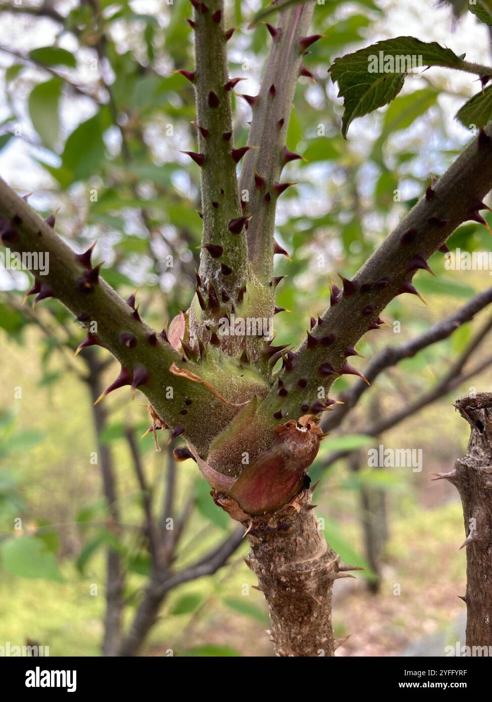 Japanese angelica tree (Aralia elata Stock Photo - Alamy