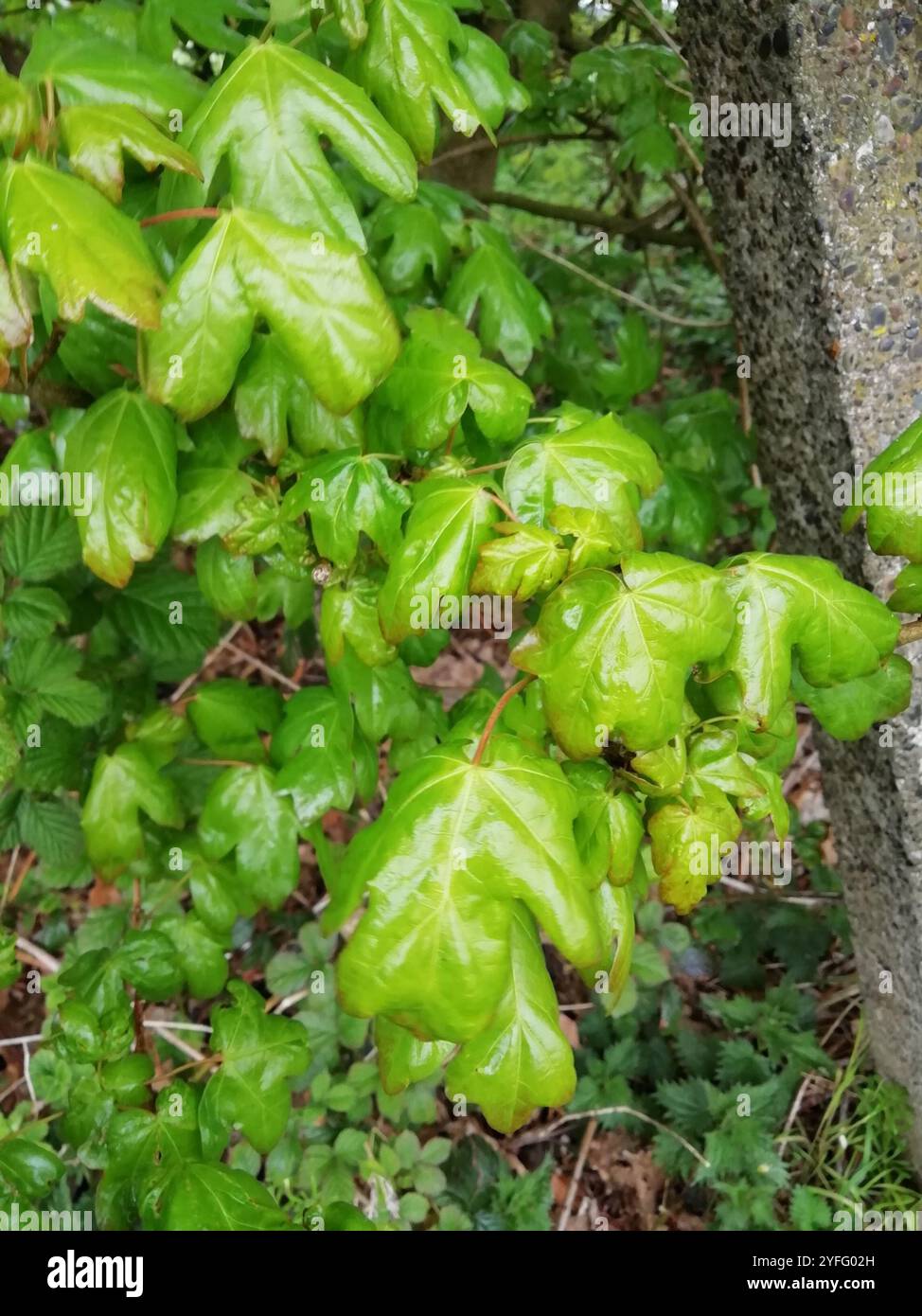 field maple (Acer campestre Stock Photo - Alamy