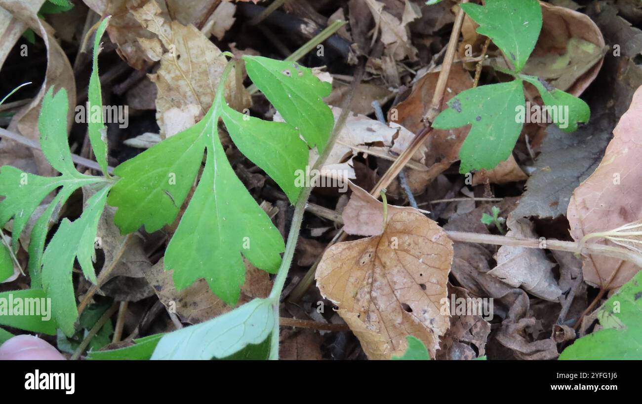 Waterleaf Stone Virginia waterleaf (Hydrophyllum virginianum Stock Photo - Alamy