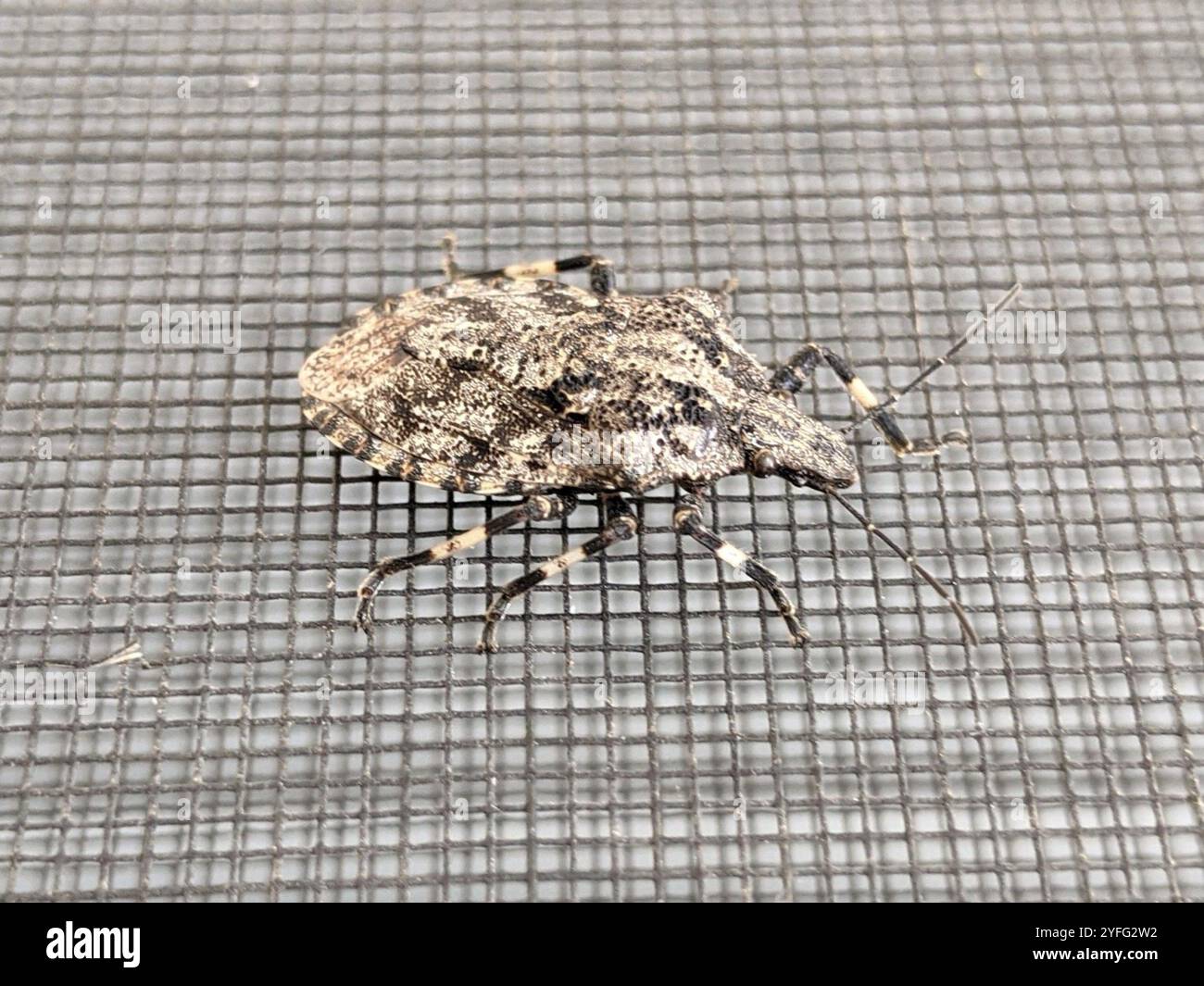Rough Stink Bugs Brochymena Stock Photo Alamy