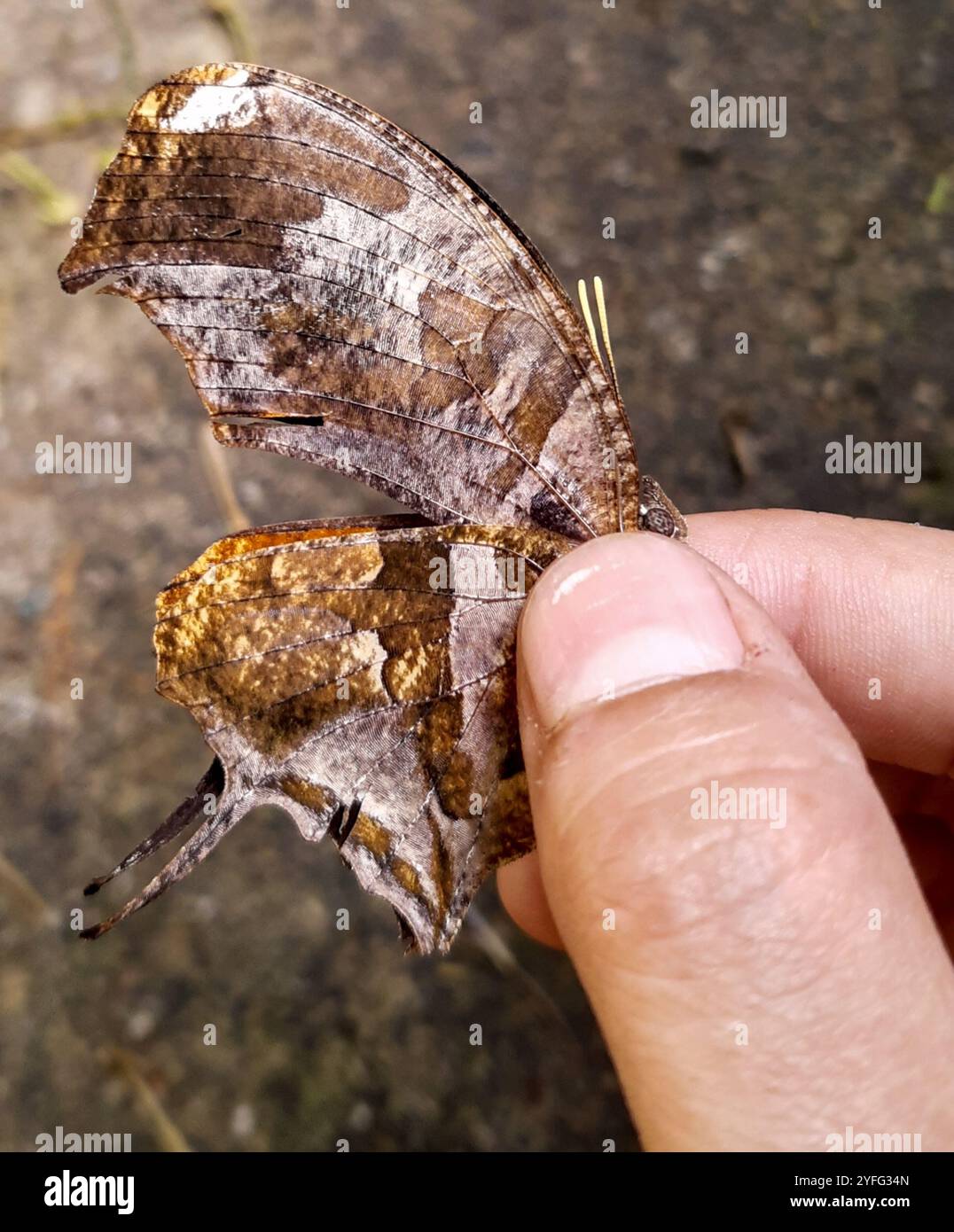 Consul Fabius Tiger Leafwing (Consul fabius Stock Photo - Alamy