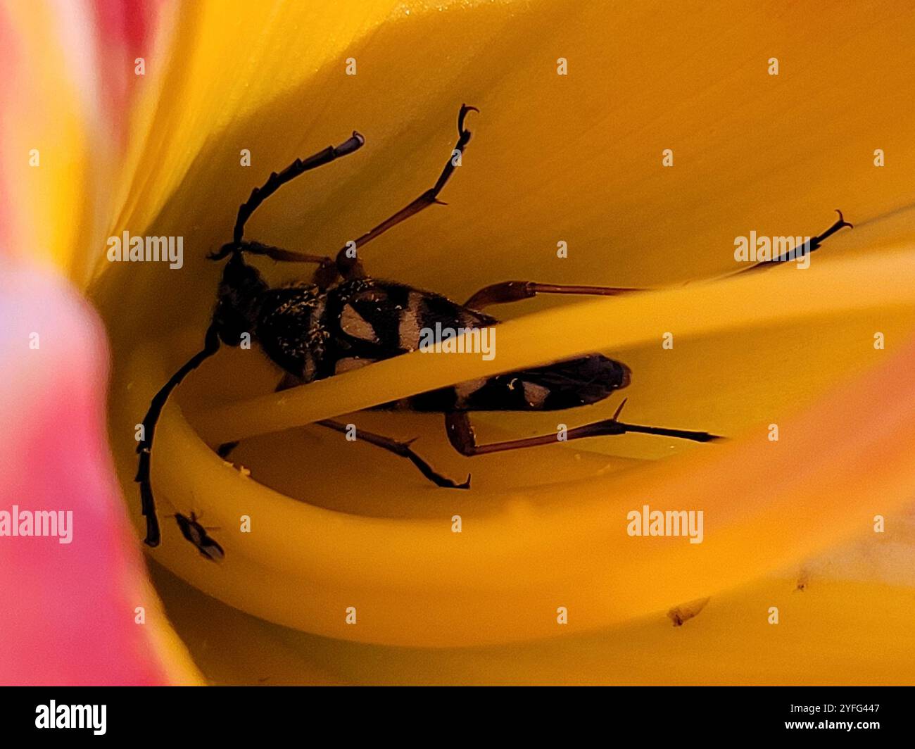 Zebra longhorn beetle hi-res stock photography and images - Alamy