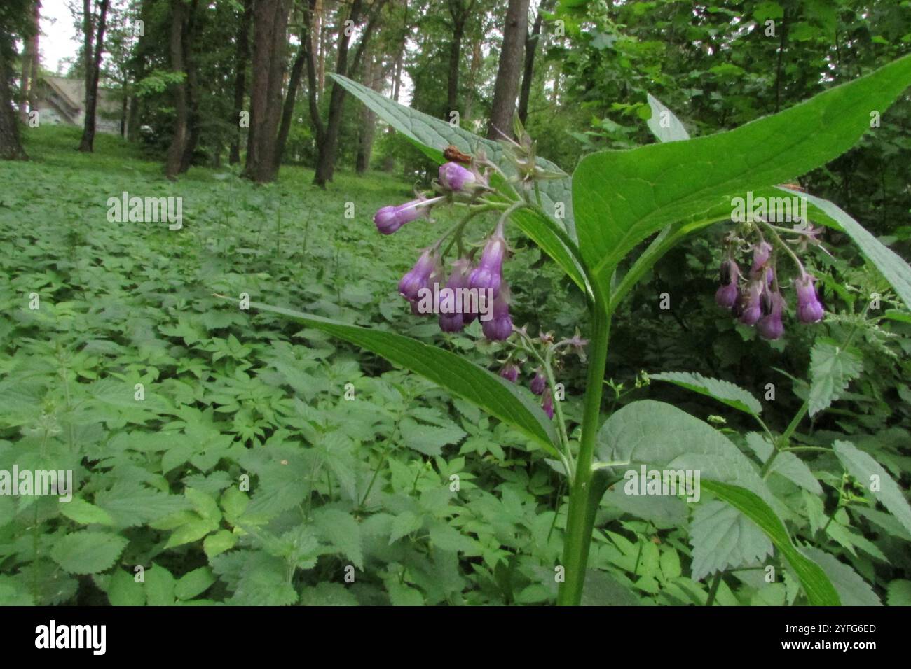 common comfrey (Symphytum officinale Stock Photo - Alamy