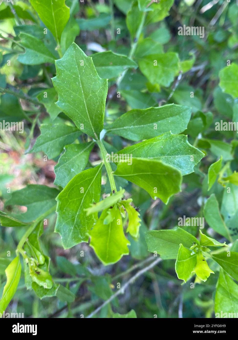 groundsel tree (Baccharis halimifolia Stock Photo - Alamy