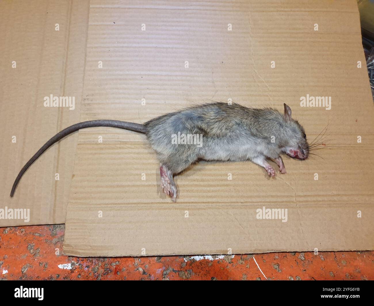 Old World Rats (Rattus Stock Photo - Alamy