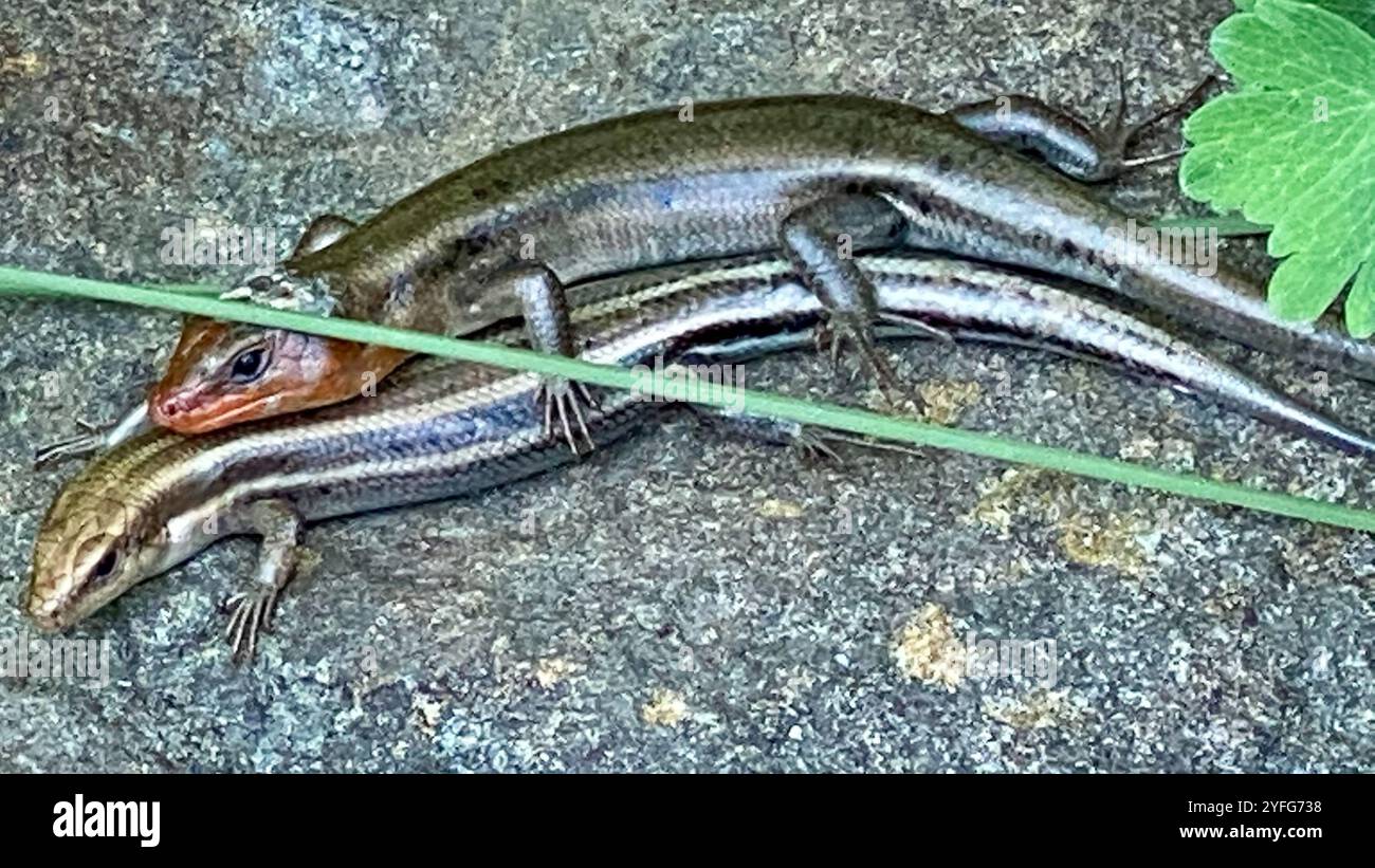 Common Five-lined Skink (Plestiodon fasciatus Stock Photo - Alamy