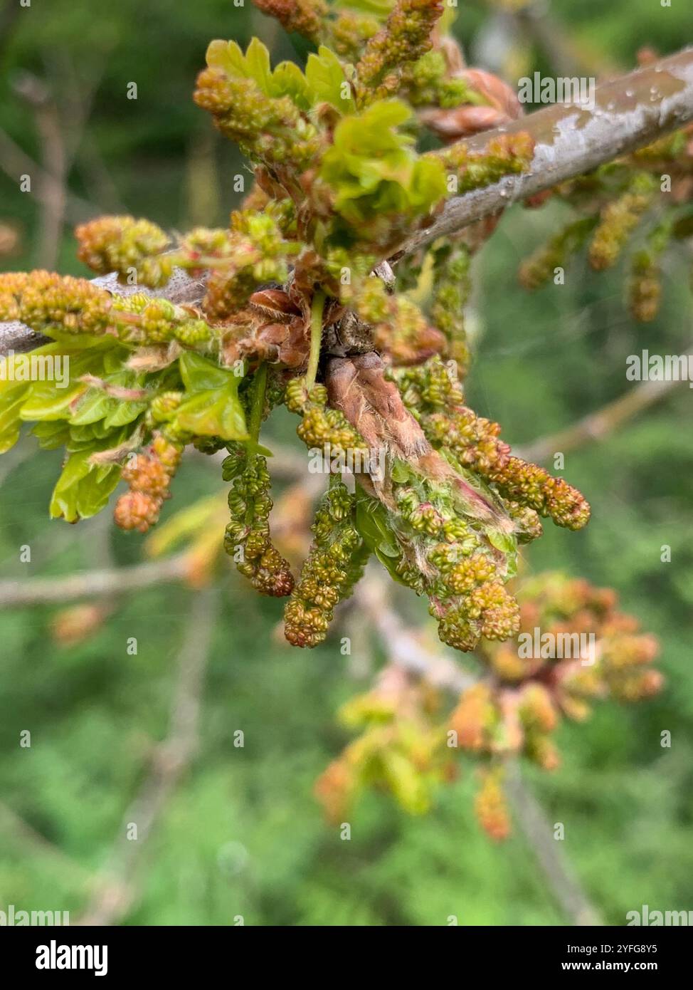 English oak (Quercus robur Stock Photo - Alamy