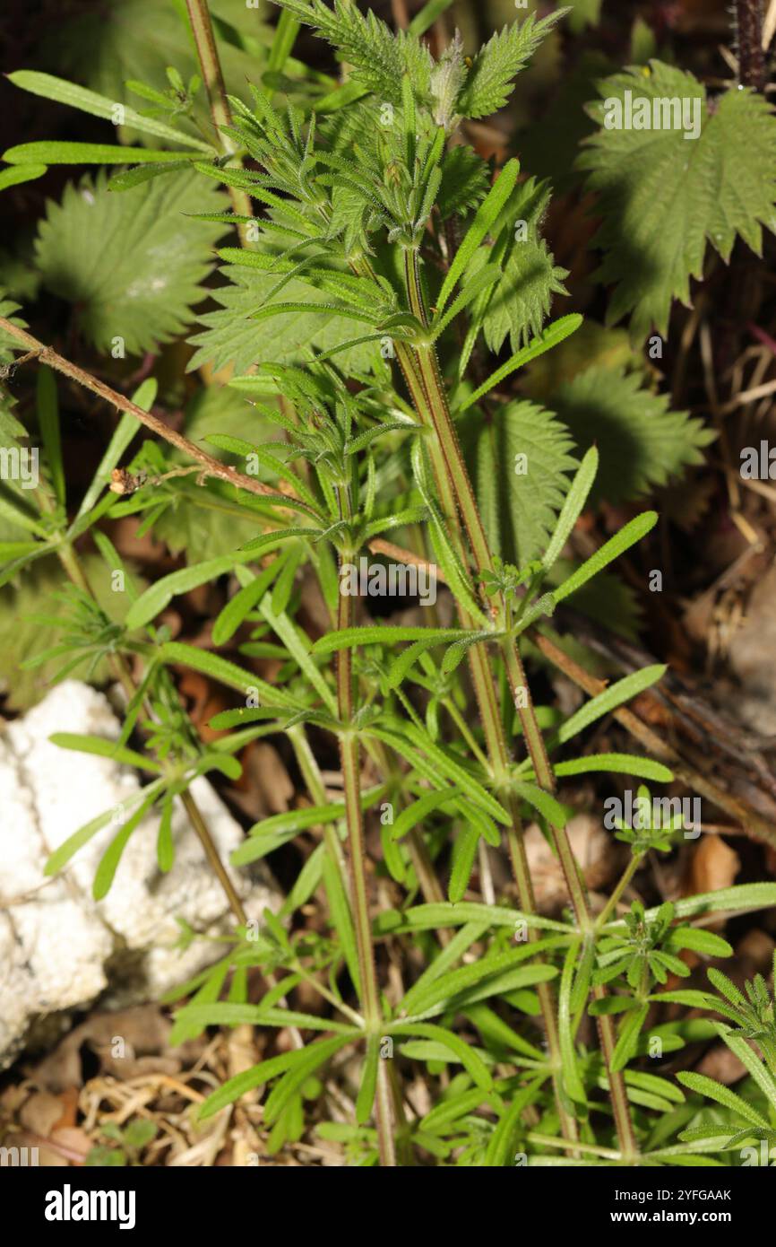 catchweed bedstraw (Galium aparine Stock Photo - Alamy