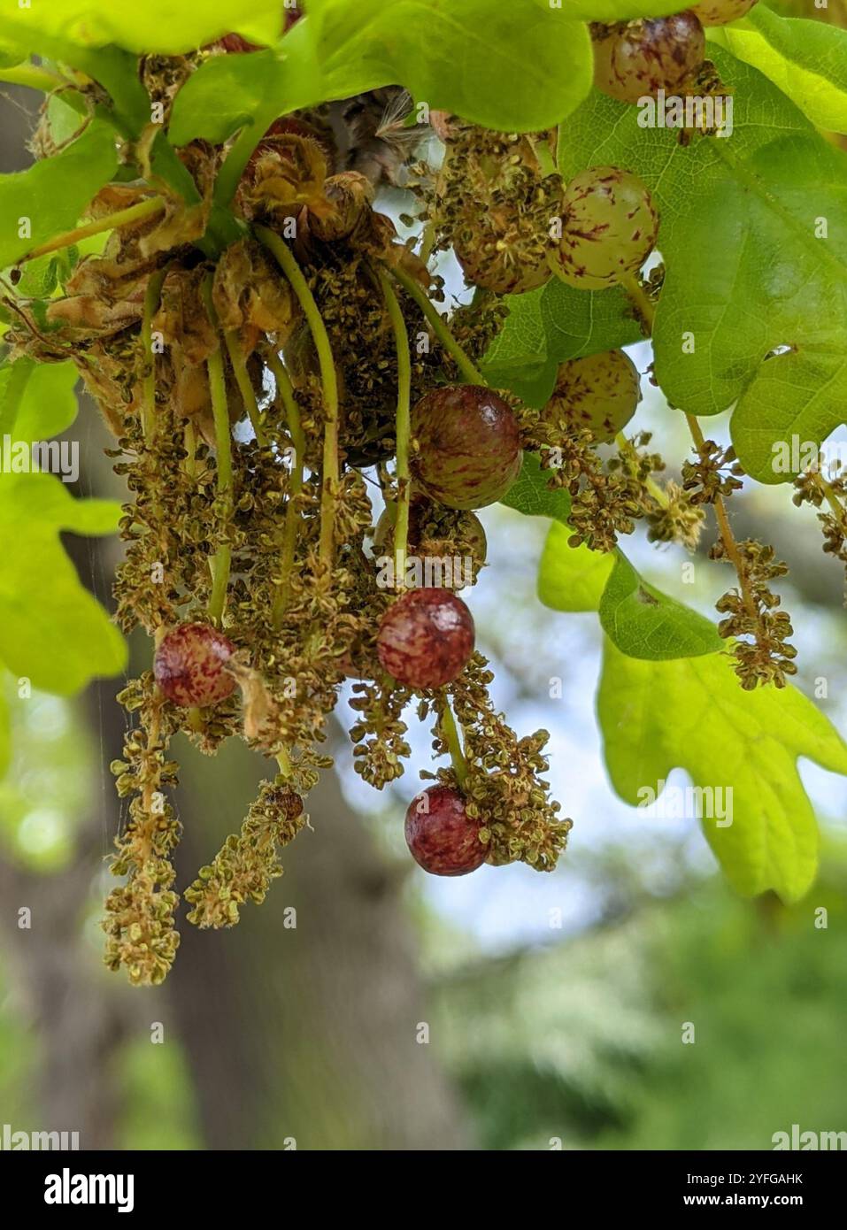 English oak (Quercus robur Stock Photo - Alamy