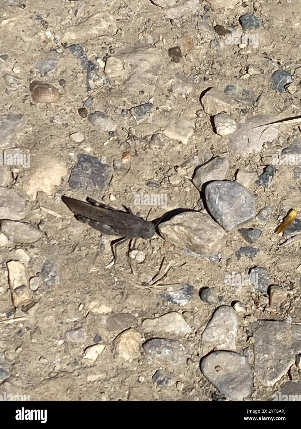 Insects Rangeland Speckle winged rangeland grasshopper hi-res stock photography and ...