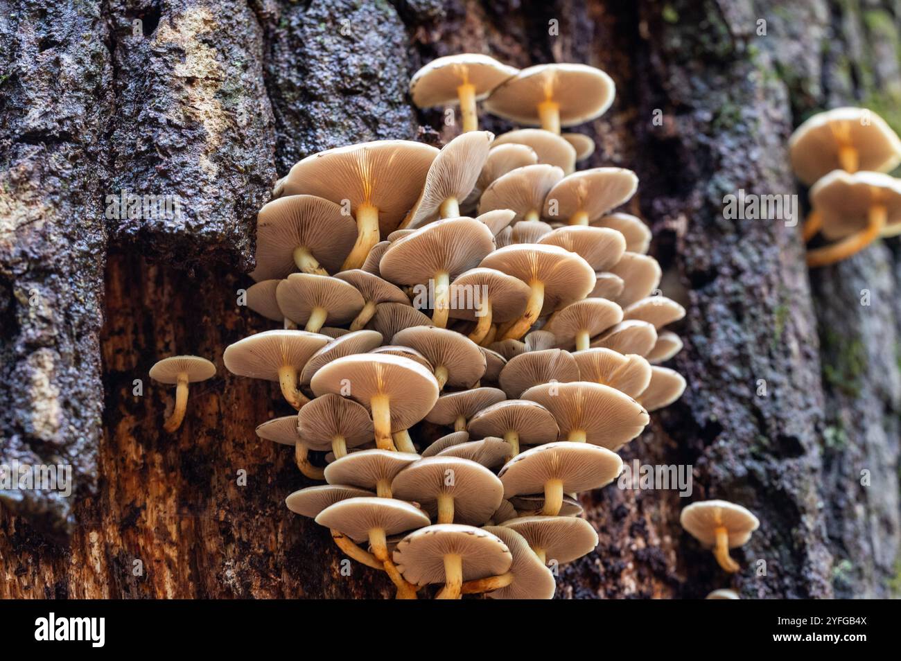 Hypholoma mushrooms, possible Sulphur Tufts (Hypholoma fasciculare), on a tree in the New Forest in the autumn showing the gills Stock Photo