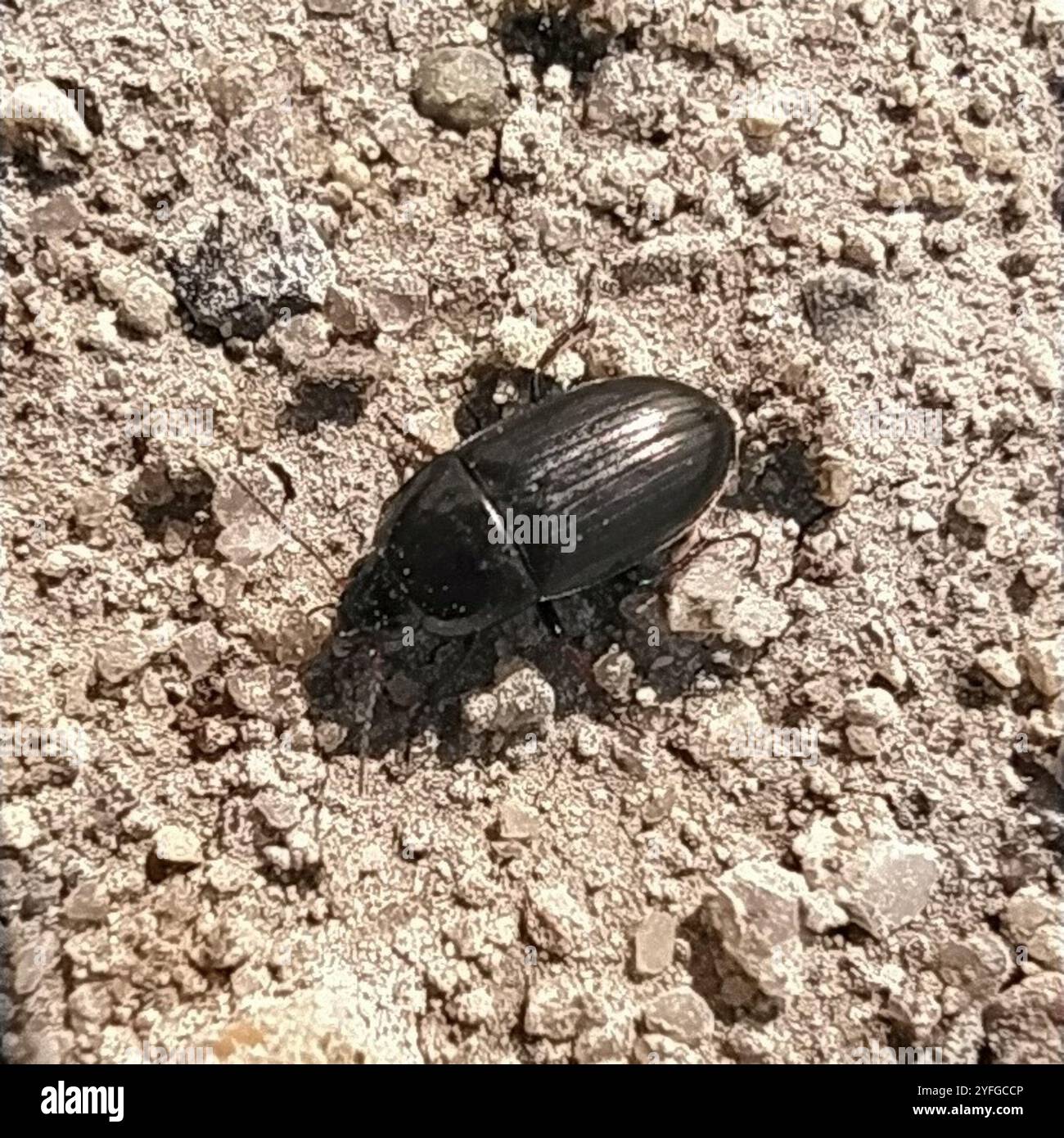 Common Sun Beetle (Amara aenea Stock Photo - Alamy