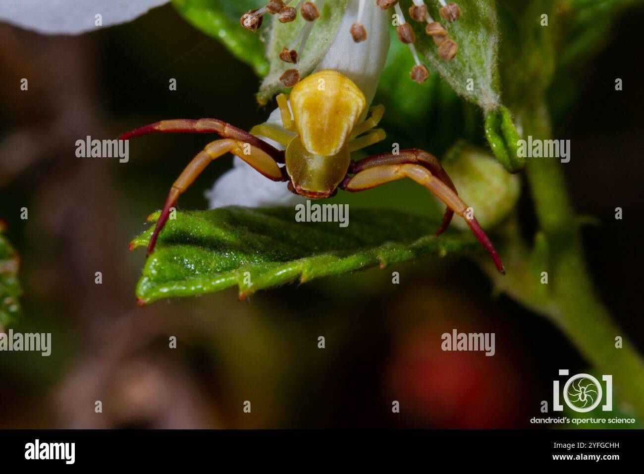 White-banded Crab Spider (Misumenoides formosipes Stock Photo - Alamy