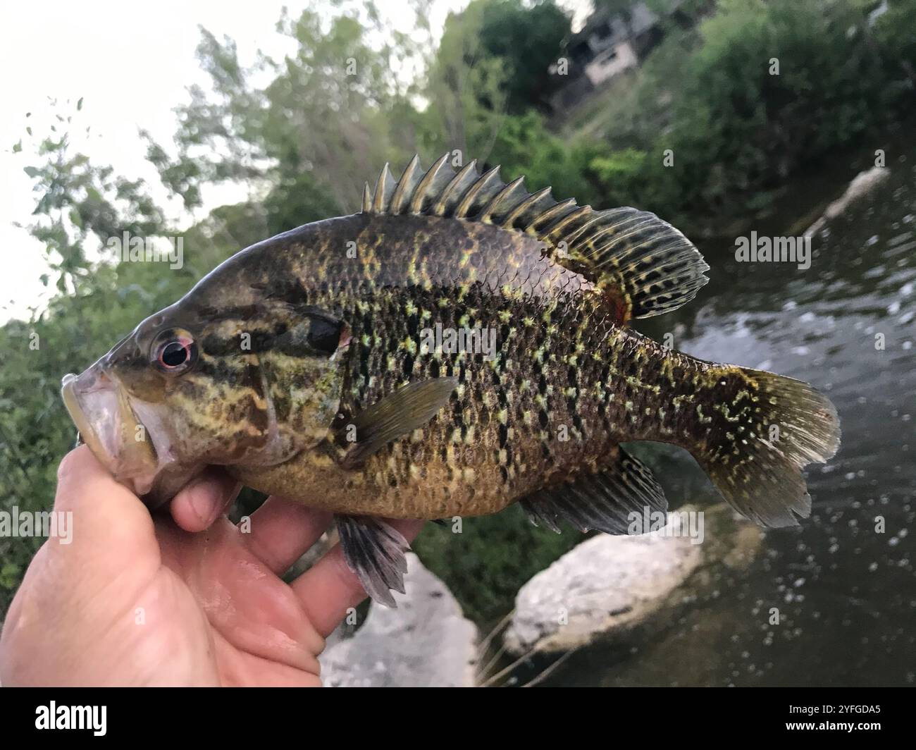 Warmouth (Lepomis gulosus Stock Photo - Alamy