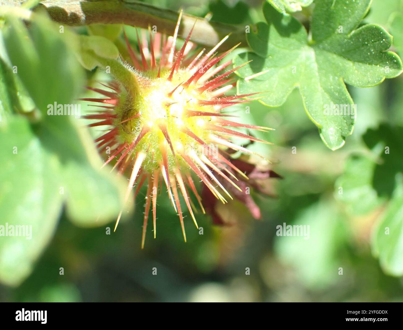 Sierra Gooseberry (Ribes roezlii Stock Photo - Alamy