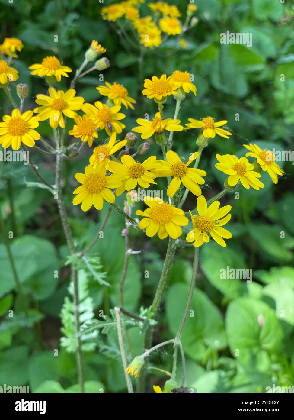 golden ragwort (Packera aurea Stock Photo - Alamy