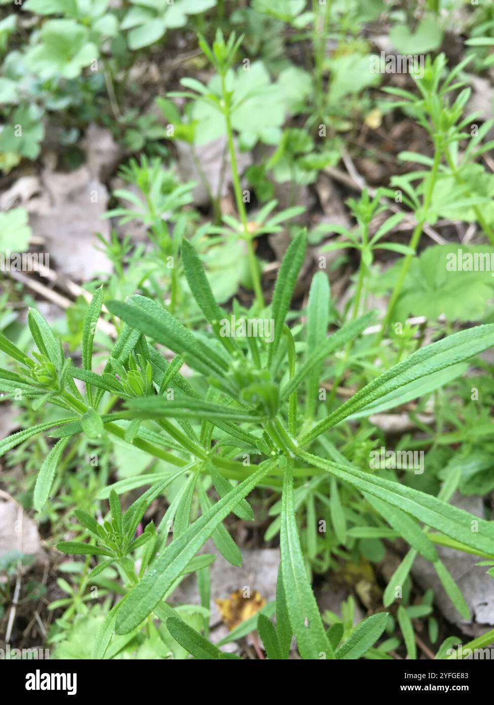 catchweed bedstraw (Galium aparine Stock Photo - Alamy