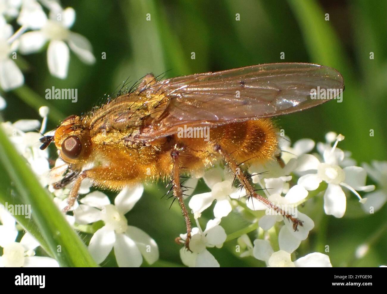 Golden Dung Fly (Scathophaga stercoraria Stock Photo - Alamy