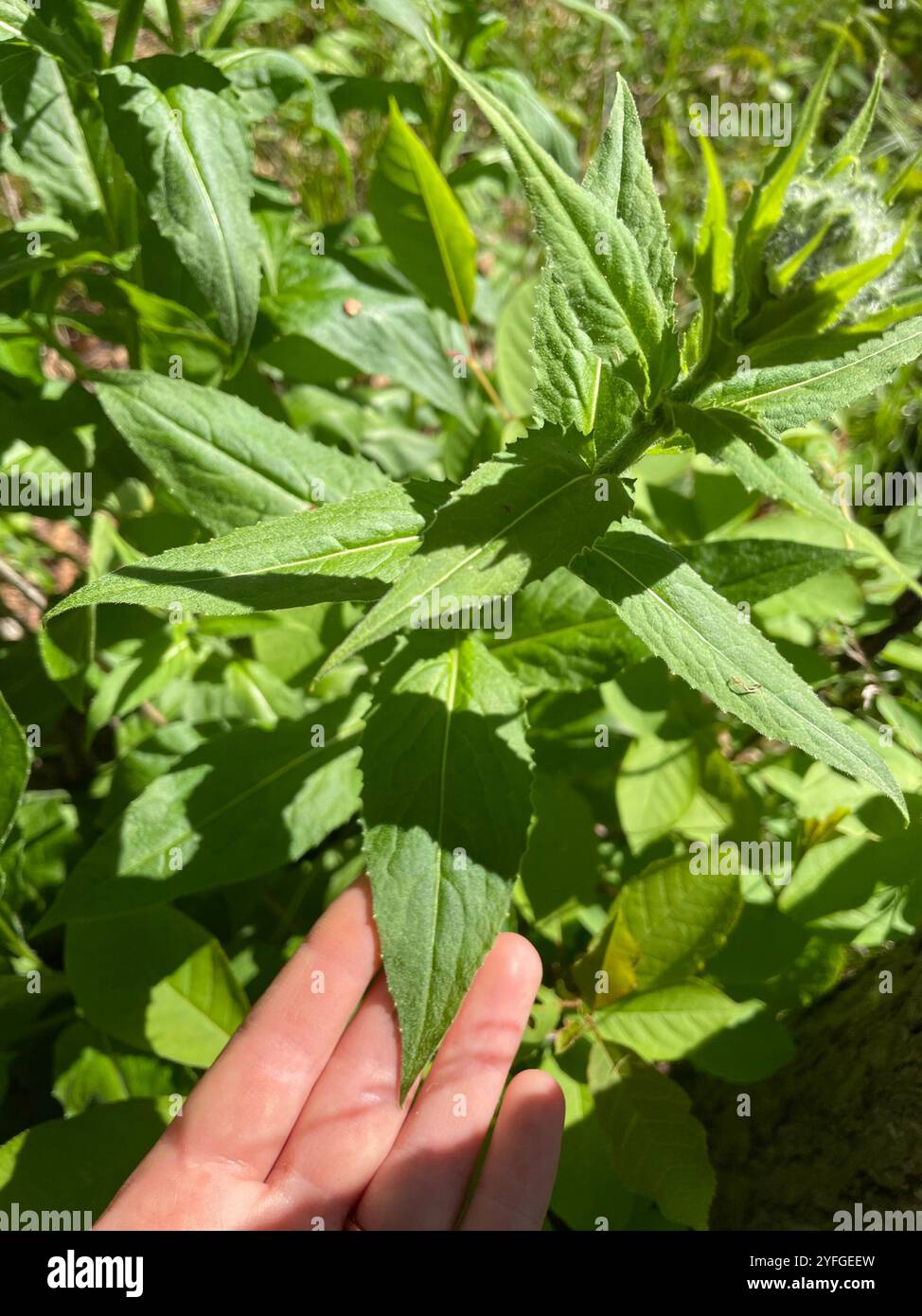 200 semi di Dame's Rocket-FL646-Hesperis Matronalis-Eccellente perenne - Italia