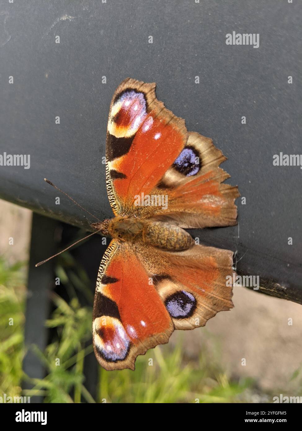 European Peacock Butterfly (Aglais io Stock Photo - Alamy