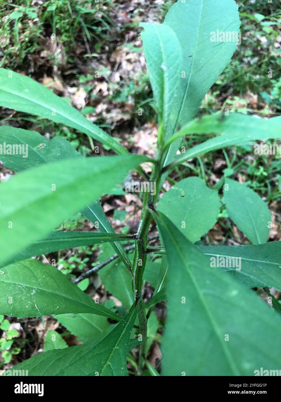 White Wingstem Wingstem (Verbesina alternifolia Stock Photo - Alamy