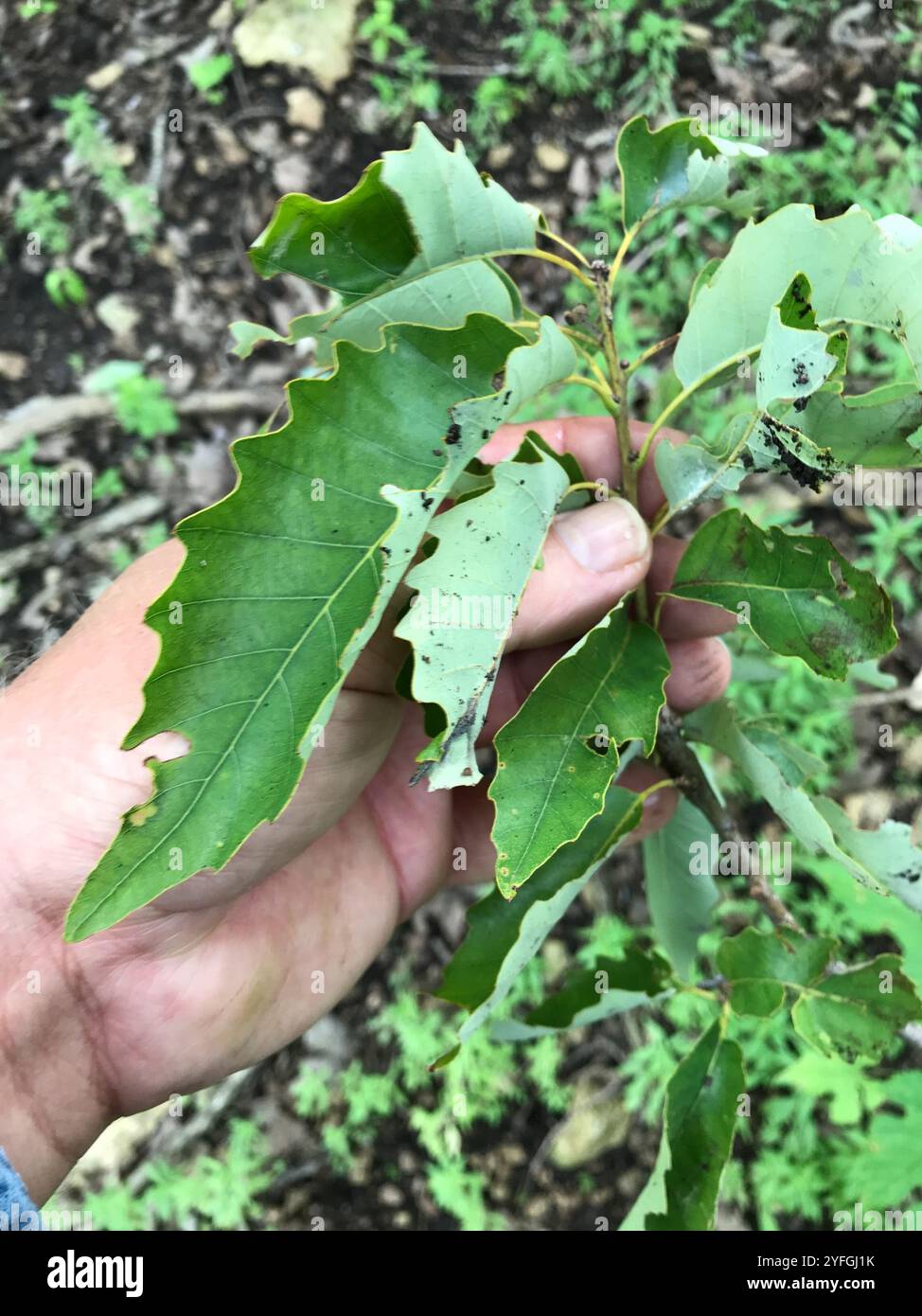 chinkapin oak (Quercus muehlenbergii Stock Photo - Alamy