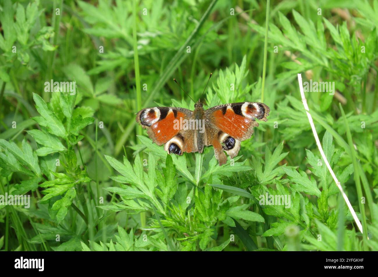 European Peacock Butterfly (Aglais io Stock Photo - Alamy