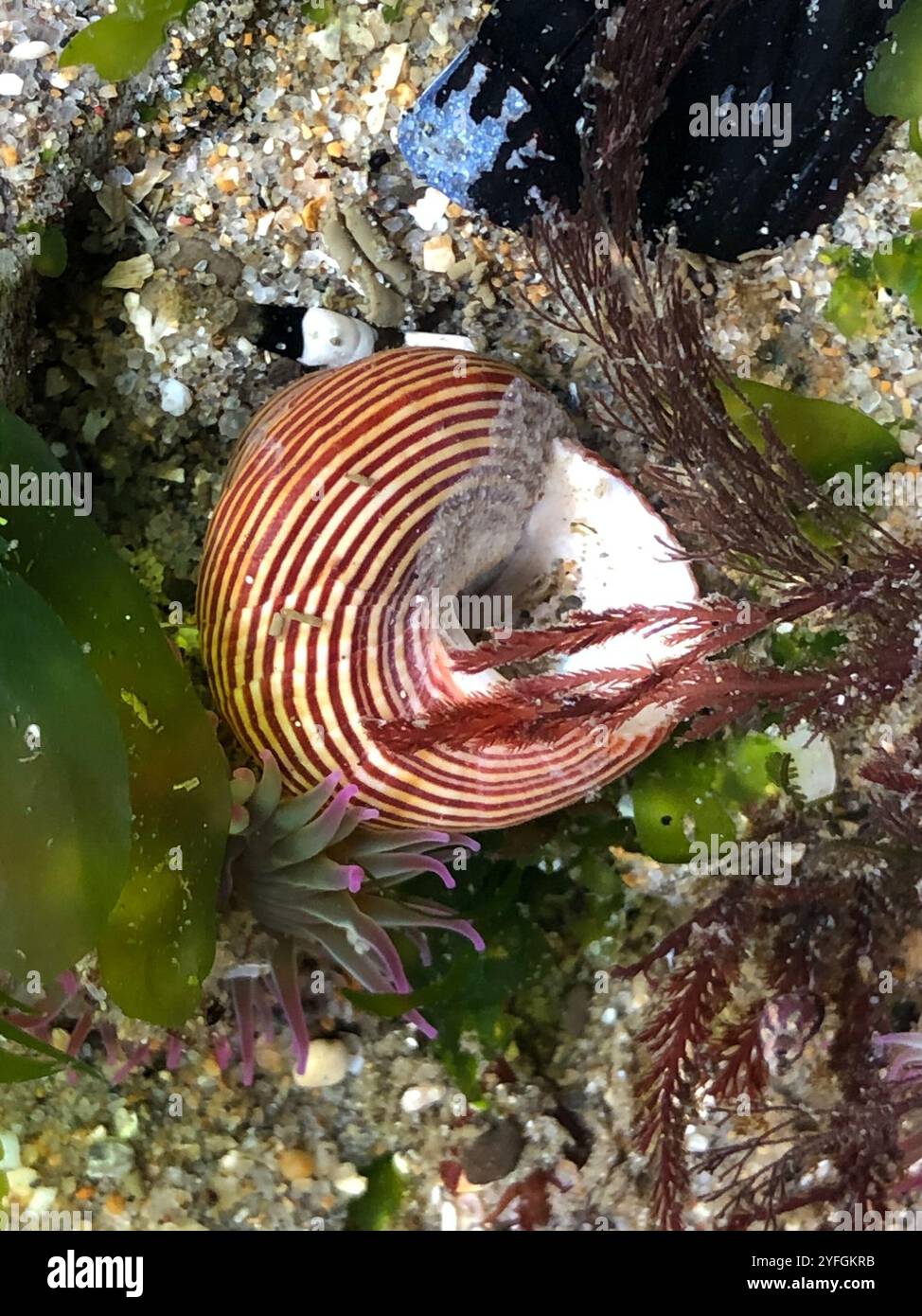 Blue ringed top snail hi-res stock photography and images - Alamy