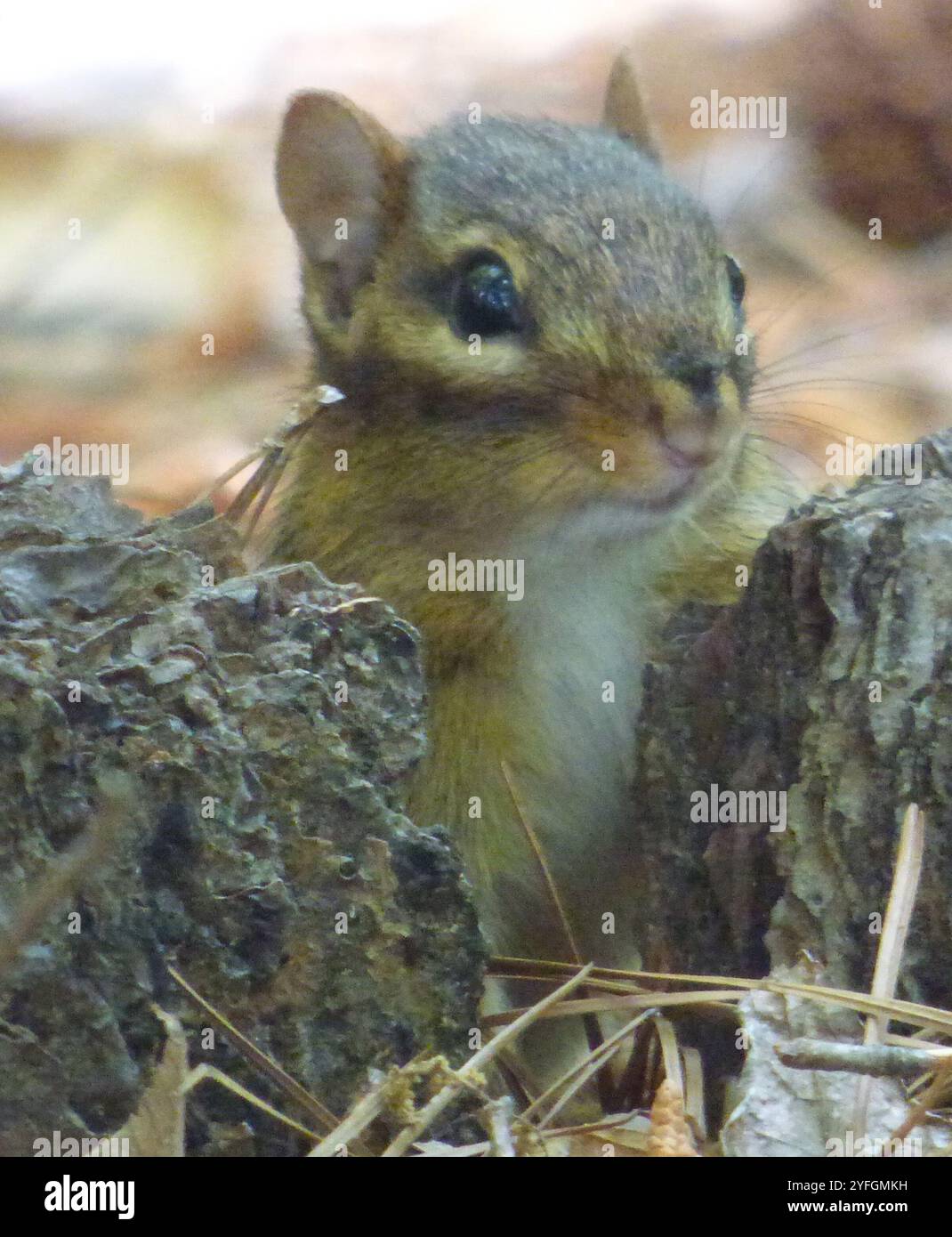 Tamias Spring Eastern Chipmunk (Tamias striatus Stock Photo - Alamy