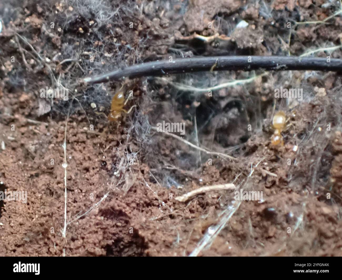 Hairless Rover Ant (Brachymyrmex depilis Stock Photo - Alamy