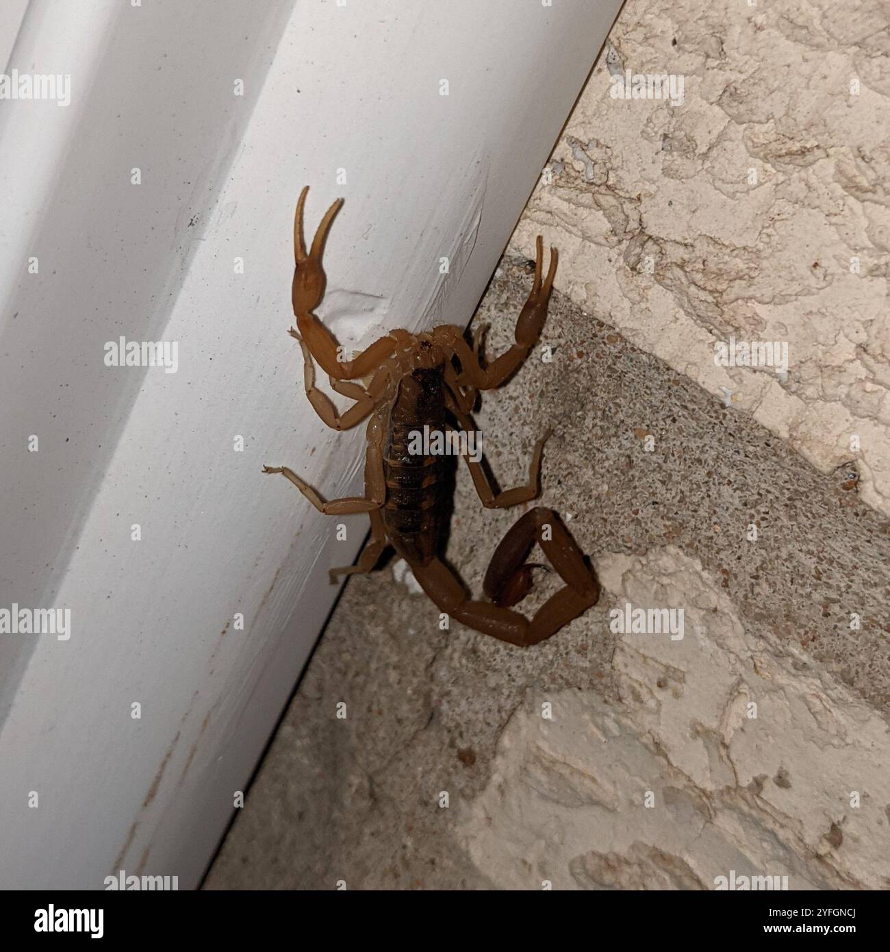 Striped Bark Scorpion (Centruroides vittatus Stock Photo - Alamy