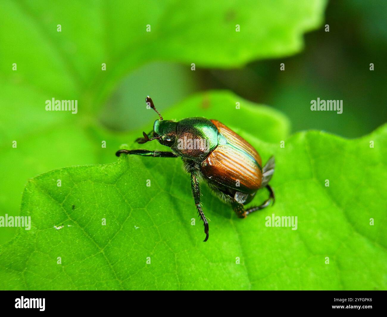Popillia japonica hi-res stock photography and images - Alamy