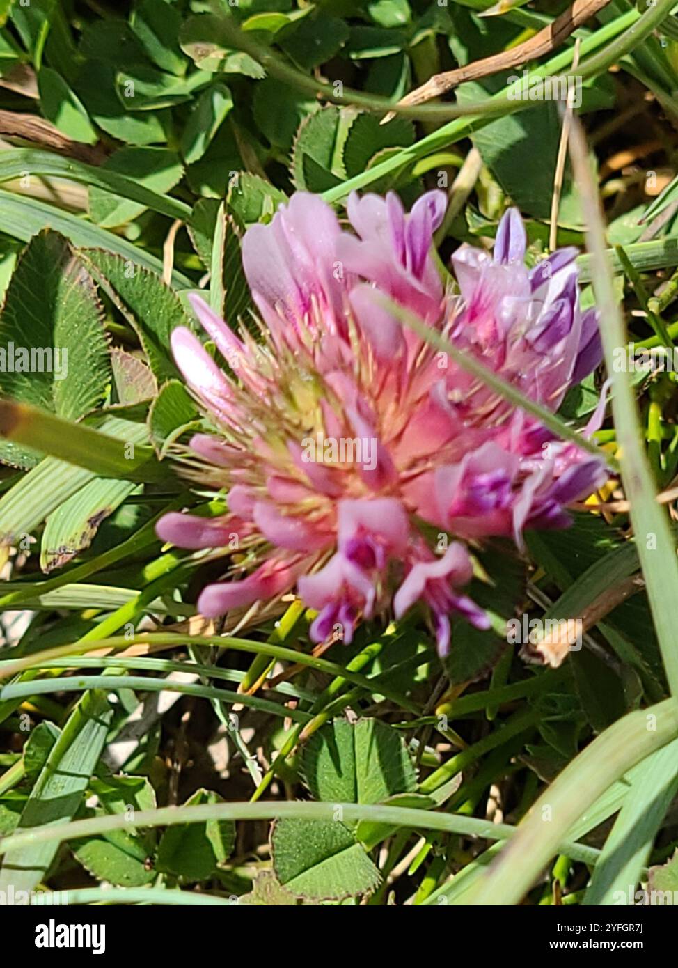 springbank clover (Trifolium wormskioldii Stock Photo - Alamy
