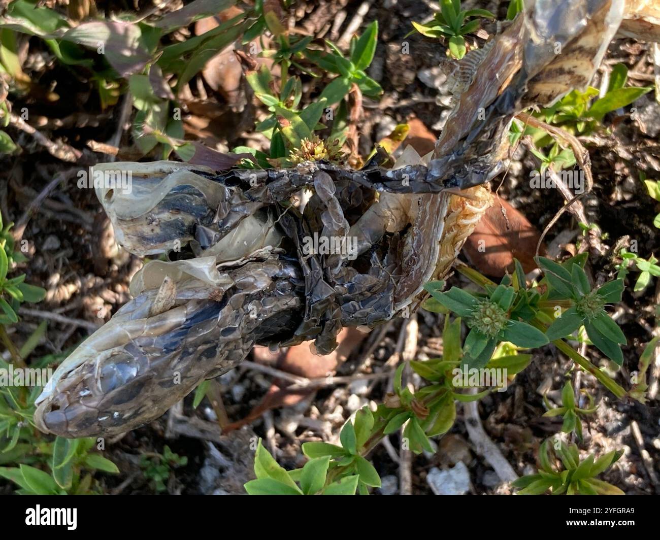Everglades racer hi-res stock photography and images - Alamy