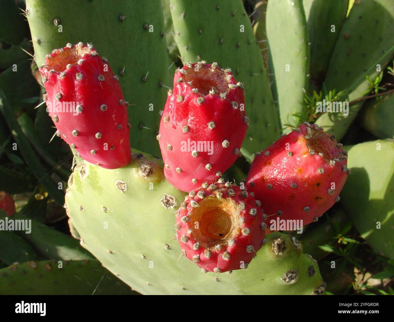 Indian Fig Opuntia