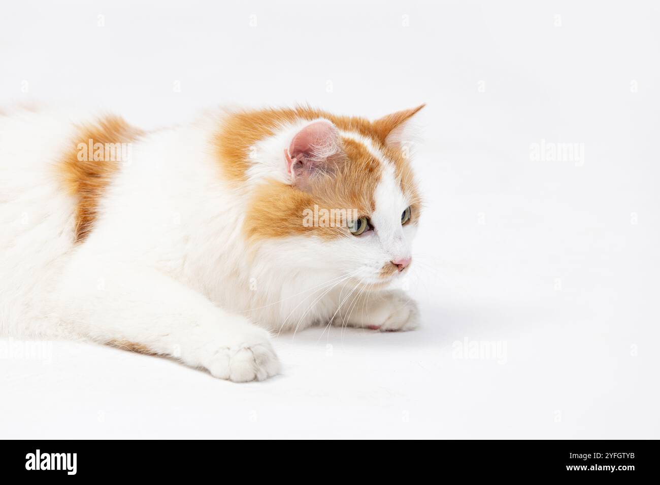 A Curious Cat is joyfully exploring a vast white environment displaying playful feline behavior Stock Photo