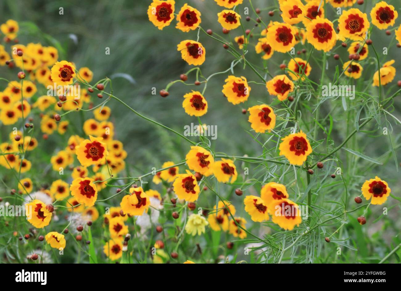 Amazing Plains Coreopsis Abstract in HD Amazing Plains Coreopsis Abstract in HD
