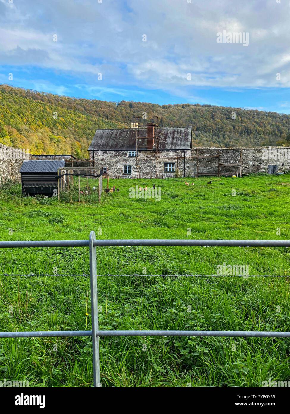 Chickens on a Small Farm Surrounded by Rolling Hills - Smartphone Captured Stock Image