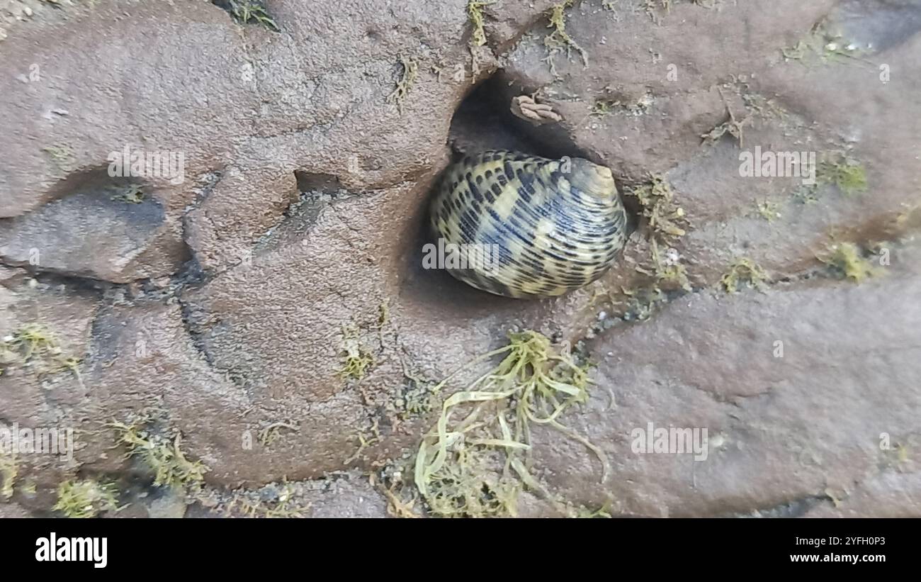 Trochida hi-res stock photography and images - Alamy