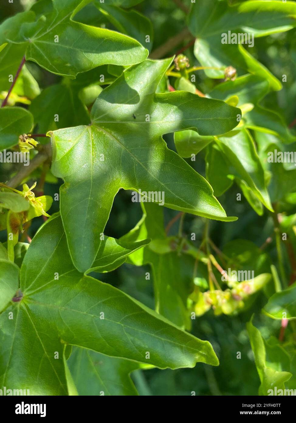 field maple (Acer campestre Stock Photo - Alamy