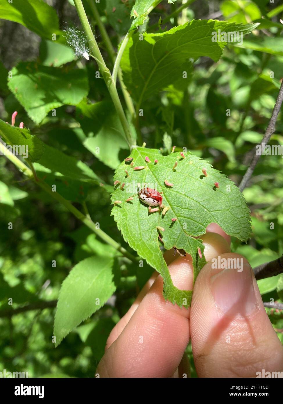 Calligrapher Beetles (Calligrapha Stock Photo - Alamy