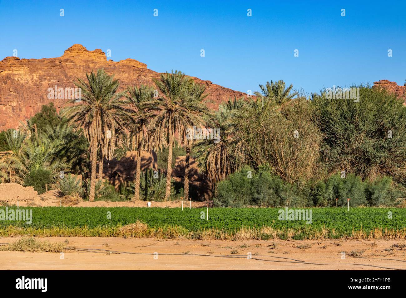 Saudi arabia al ula date palm hi-res stock photography and images - Alamy