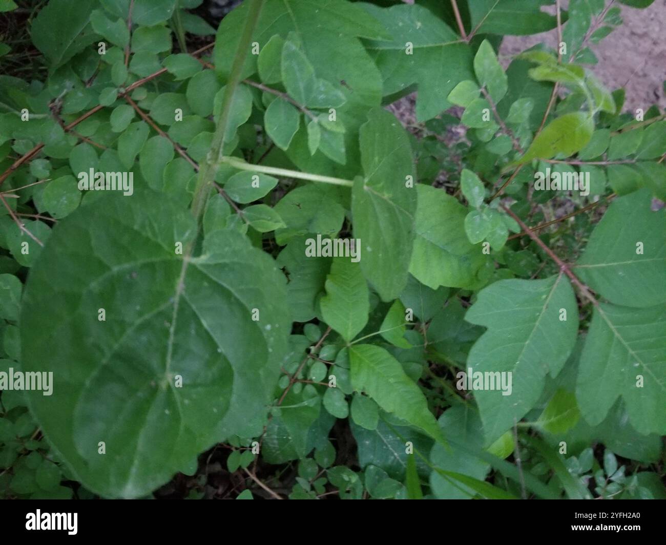 Suberosus hi-res stock photography and images - Alamy