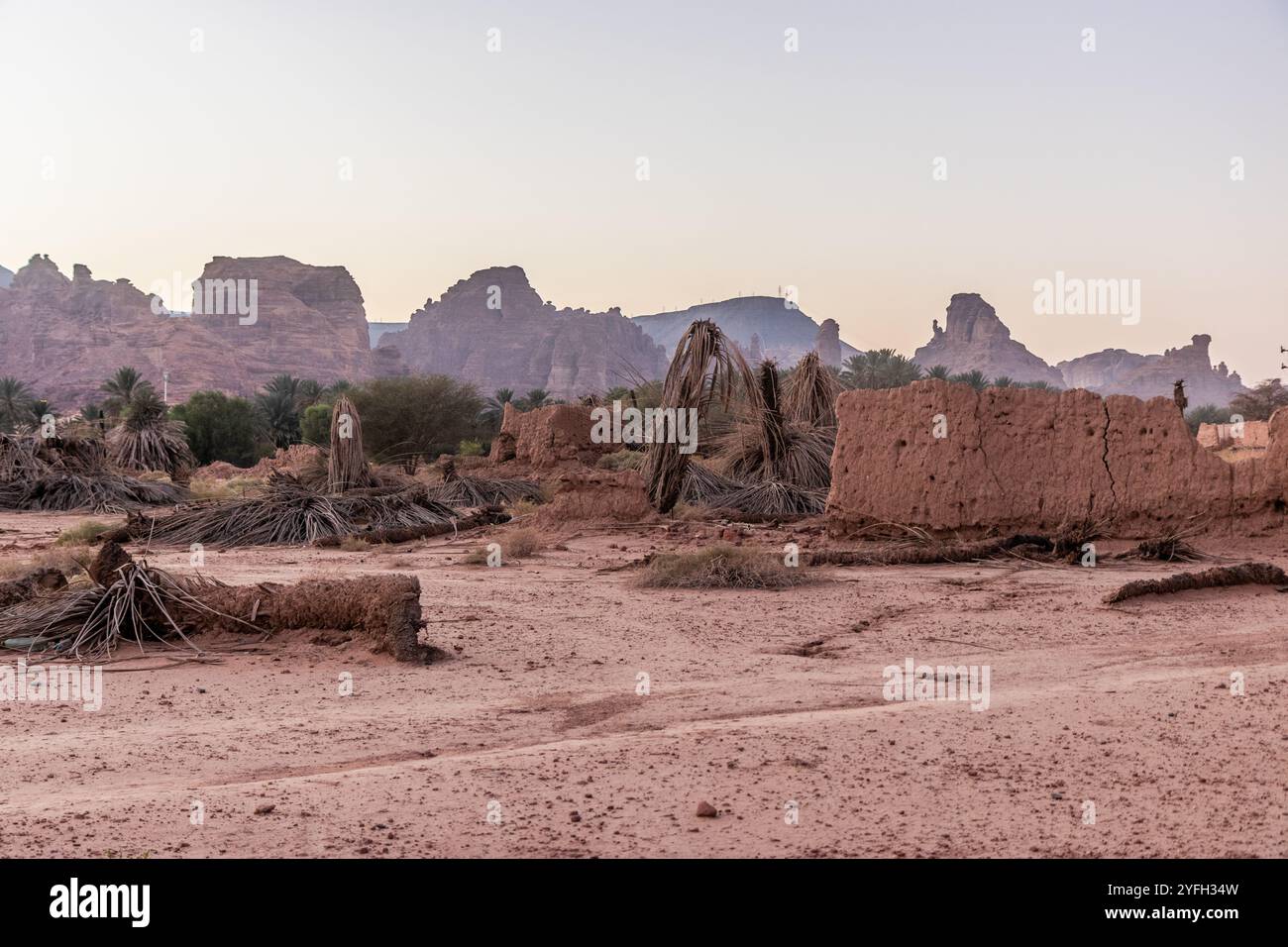 Saudi arabia al ula date palm hi-res stock photography and images - Alamy
