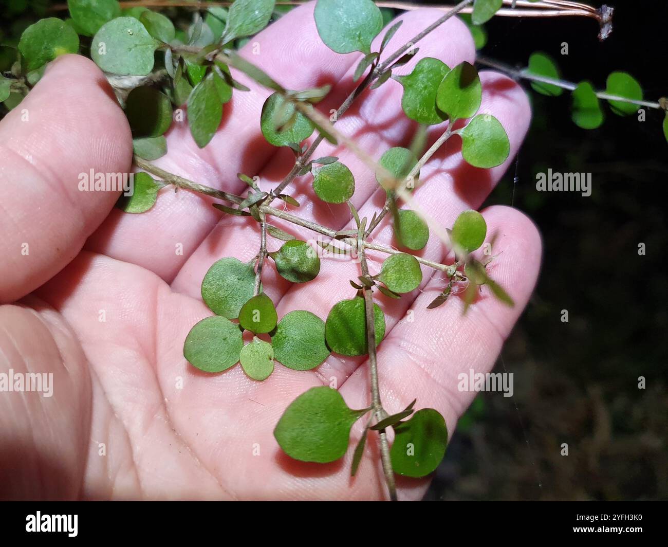 Twiggy coprosma (Coprosma rhamnoides Stock Photo - Alamy
