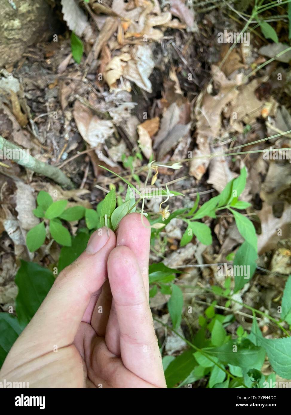 sicklepod (Borodinia canadensis) Stock Photo