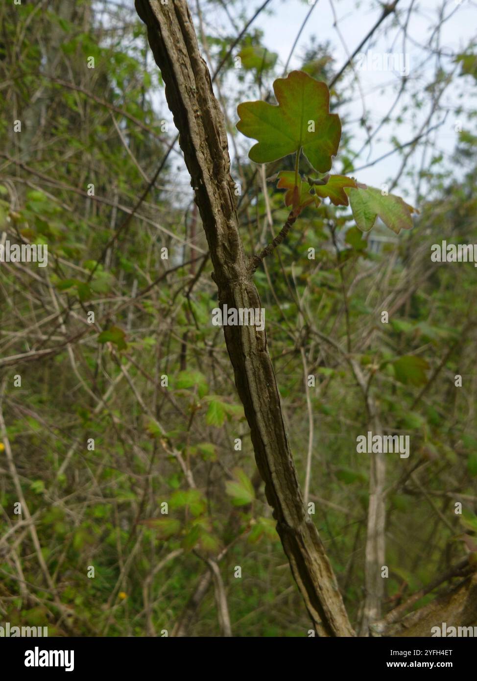 field maple (Acer campestre Stock Photo - Alamy