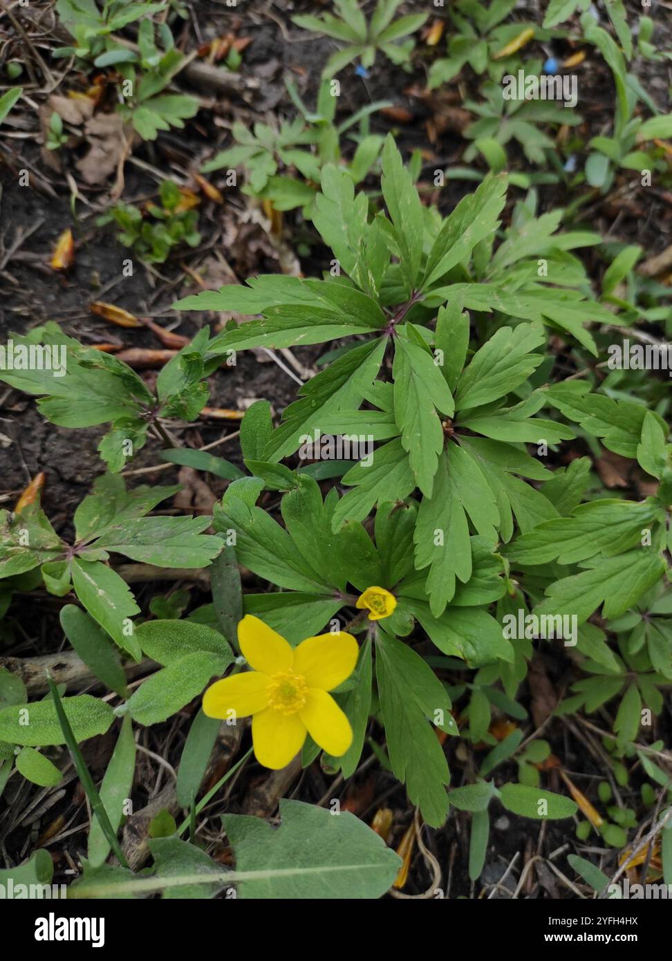 Yellow Anemone (Anemonoides ranunculoides Stock Photo - Alamy