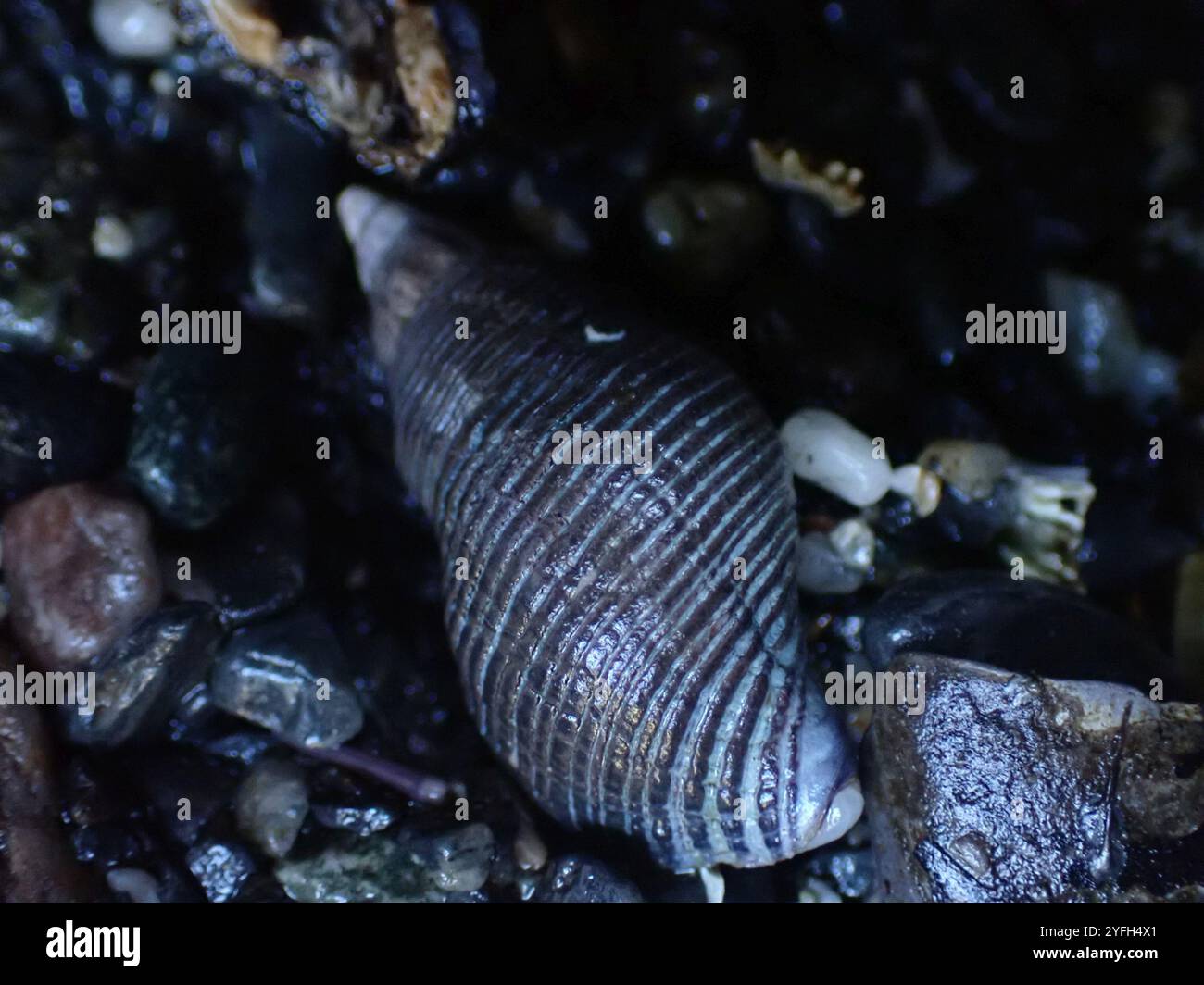 Dire Whelk (Lirabuccinum dirum Stock Photo - Alamy